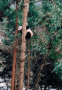 亚洲和太平洋地区:中国:四川大熊猫栖息地:20180430-093108.png