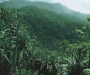 亚洲和太平洋地区:印度尼西亚:苏门答腊的热带雨林遗产:20180511-110655.png