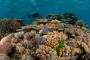 亚洲和太平洋地区:澳大利亚:大堡礁:20180508-145059.png