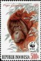 动物:亚洲:印度尼西亚:id198904.jpg