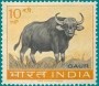 动物:亚洲:印度:in196301.jpg