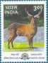 动物:亚洲:印度:in200017.jpg