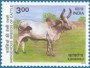 动物:亚洲:印度:in200022.jpg