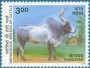 动物:亚洲:印度:in200023.jpg