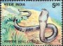 动物:亚洲:印度:in200303.jpg