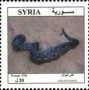 动物:亚洲:叙利亚:sy200801.jpg
