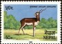 动物:亚洲:尼泊尔:np198403.jpg