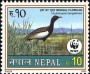 动物:亚洲:尼泊尔:np200001.jpg