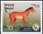动物:亚洲:尼泊尔:np201703.jpg