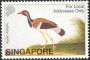动物:亚洲:新加坡:sg200241.jpg