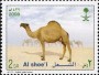 动物:亚洲:沙特阿拉伯:sa200804.jpg