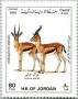 动物:亚洲:约旦:jo199103.jpg