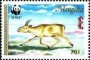 动物:亚洲:蒙古:mn199503.jpg