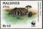 动物:亚洲:马尔代夫:mv199501.jpg