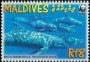 动物:亚洲:马尔代夫:mv200904.jpg