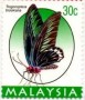 动物:亚洲:马来西亚:my199609.jpg