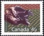 动物:北美洲:加拿大:ca199002.jpg