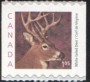 动物:北美洲:加拿大:ca200011.jpg