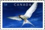 动物:北美洲:加拿大:ca200902.jpg