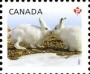 动物:北美洲:加拿大:ca201101.jpg