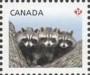 动物:北美洲:加拿大:ca201201.jpg
