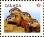 动物:北美洲:加拿大:ca201301.jpg