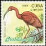 动物:北美洲:古巴:cu198903.jpg