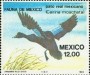 动物:北美洲:墨西哥:mx198401.jpg