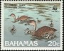 动物:北美洲:巴哈马:bs198803.jpg