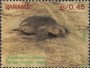 动物:北美洲:巴拿马:pa199002.jpg