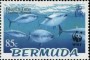 动物:北美洲:百慕大:bm200403.jpg