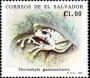 动物:北美洲:萨尔瓦多:sv199103.jpg