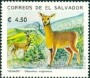 动物:北美洲:萨尔瓦多:sv199311.jpg
