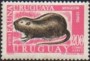 动物:南美洲:乌拉圭:uy197101.jpg