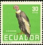 动物:南美洲:厄瓜多尔:ec195803.jpg