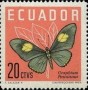 动物:南美洲:厄瓜多尔:ec196105.jpg