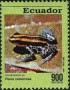 动物:南美洲:厄瓜多尔:ec199307.jpg