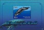 动物:大洋洲:帕劳:pw201107.jpg