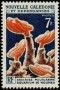 动物:大洋洲:新喀里多尼亚:nc196403.jpg
