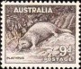 动物:大洋洲:澳大利亚:au195603.jpg