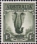 动物:大洋洲:澳大利亚:au195604.jpg