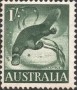 动物:大洋洲:澳大利亚:au195902.jpg