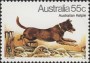 动物:大洋洲:澳大利亚:au198014.jpg
