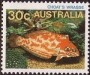 动物:大洋洲:澳大利亚:au198403.jpg