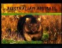 动物:大洋洲:澳大利亚:au200613.jpg
