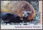 动物:大洋洲:澳属南极:aat199202.jpg