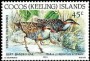 动物:大洋洲:科科斯群岛:cc199205.jpg