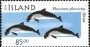 动物:欧洲:冰岛:is199904.jpg