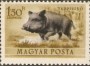 动物:欧洲:匈牙利:hu195309.jpg