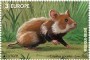 动物:欧洲:比利时:be202107.jpg